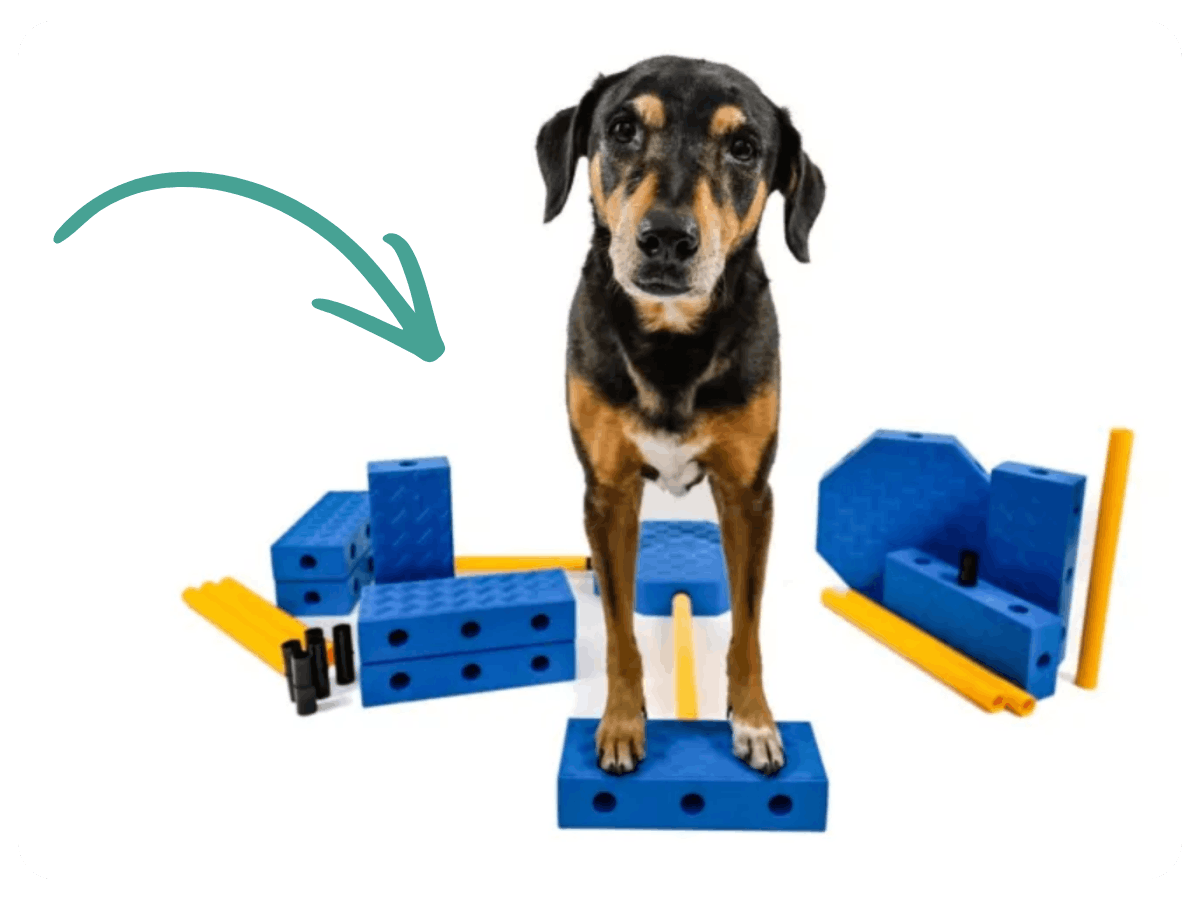 FitPaws FitKinect XTRA für Hunde – modulares Trainingssystem für Hundefitness und Cavaletti-Training