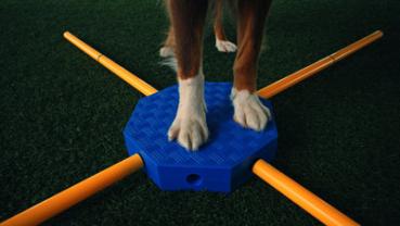 Preview: FitPaws FitKinect Xtra, jetzt vorbestellen