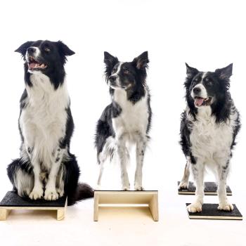 B4P Plattform für Hunde 30 x 30 cm, 4 Varianten