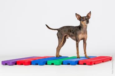 Bodentarget hoch 6 Varianten