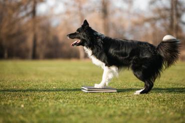 Preview: Woodog Sprungtarget 30 x 30 x10cm