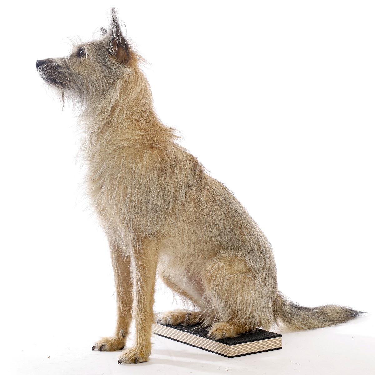 Hundetatzen Aufkleber Set - 8 Stück Pfotenabdrücke 4cm Für Auto & Dekoration