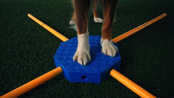 FitPaws FitKinect Xtra, jetzt vorbestellen