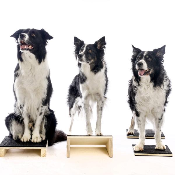 B4P Plattform für Hunde 30 x 30 cm, 4 Varianten