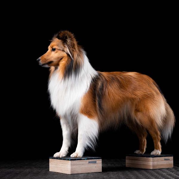 WOODDOG Plattform für Hunde 15 × 15 × 5 cm - Trainings -Target